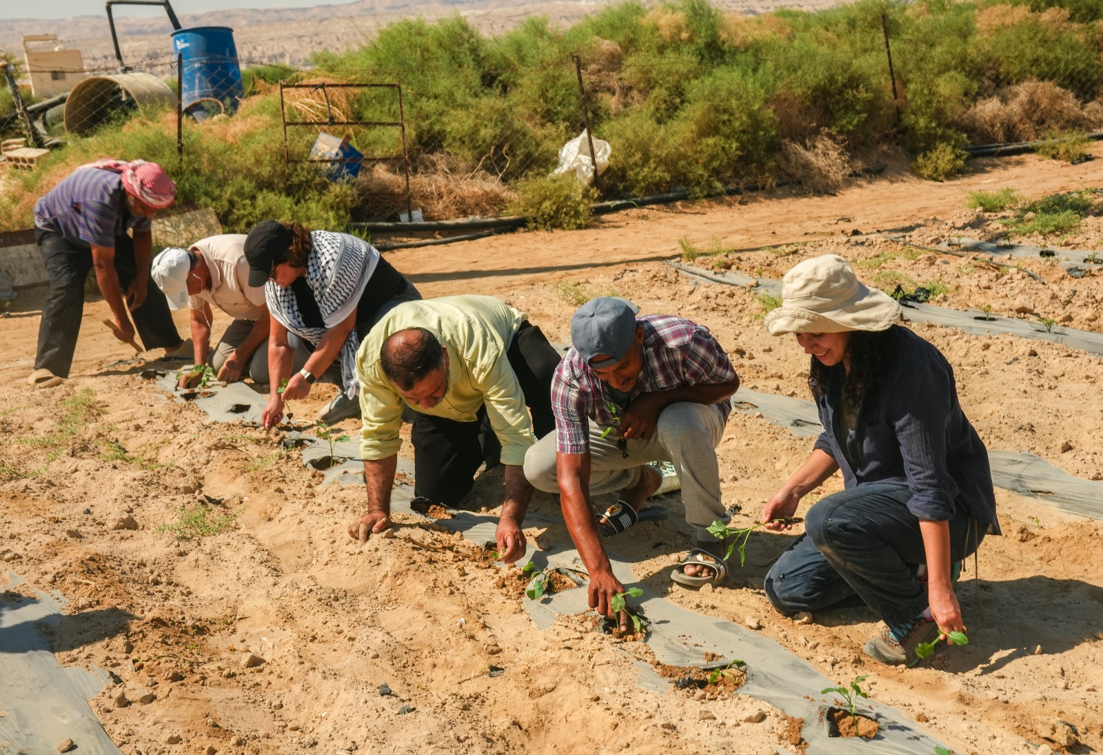 في مواجهة الاستملاك.. أشجار جديدة تُزرع دفاعًا عن أراضي غور الصافي وتجريف ضخم للأراضي يصدم المشاركين